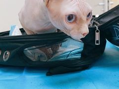 -美联众合爱康动物医院•复杂内科•肿瘤科•牙科•腔镜诊疗中心