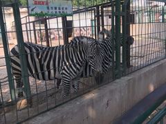 -保定市动物园