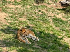 -西霞口神雕山野生动物世界
