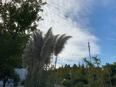 -同里国家湿地公园