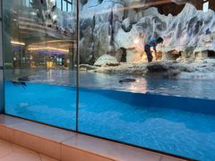 -帝企鹅自助餐厅•儿童岛•真企鹅(长隆企鹅酒店)