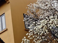 -龙华寺