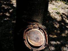 -火炉山森林公园