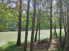 -上海海湾国家森林公园