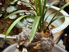 -普洱茶府(博乐广场店)