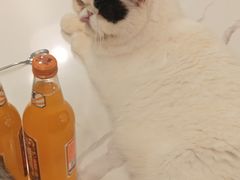 -安格丽娜·狗咖·猫咖羊驼咖(春熙路百盛商场店)