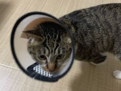 -谐和益家动物医院·免疫绝育·血液透析·宠保定点医院(高新伊藤分院)