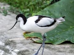 -新加坡飞禽公园