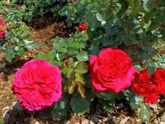 -人民公园(罗湖区)