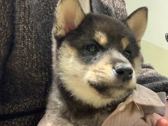 -逗柴咖啡屋·狗咖猫咖宠物桌游