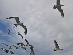 -海驴岛(荣成市)
