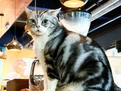 -咖法森林·咖啡  酒吧(天河店)