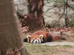 -灵玲国际马戏城
