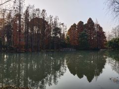 -上海滨江森林公园