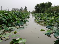 -泗洪洪泽湖湿地景区