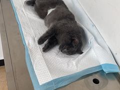 -灵美宠物诊所