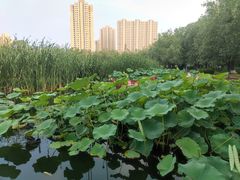 -前关湿地公园