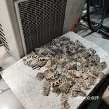 冬季进补的甲鱼锅吃一个～