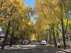 -三里屯东五街银杏大道