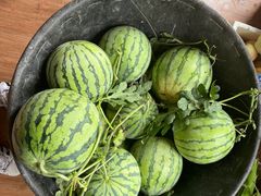 -南汇新场正宗水蜜桃采摘