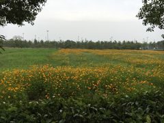 -上海长兴岛郊野公园