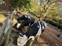 -神户市立六甲山牧场