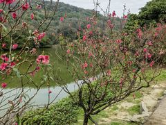 -南国桃园旅游度假区