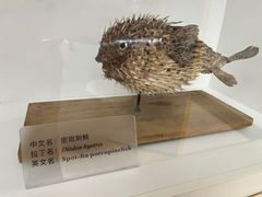 -上海海洋水族馆