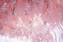 -曼格纳婚礼艺术中心(张江店)