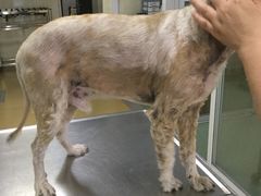 -康乐宝动物医院