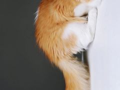 -叮叮猫咪生活馆
