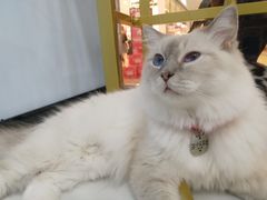 -糯米喵星人·撸猫猫舍咖啡馆(西市场嘉华店)