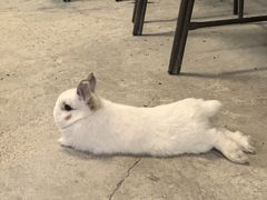 -吉丁鸟咖·异宠·寄养