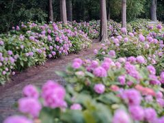 -上海滨江森林公园