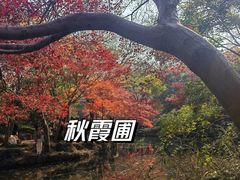 -秋霞圃