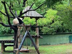 -上海野生动物园
