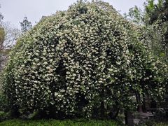 -郑和公园