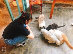 -喵屿·大理花园猫咖