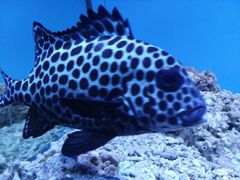 -北戴河圣蓝海洋公园