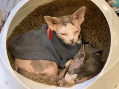 -猫小院猫主题咖啡厅(北锣店)