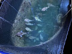 -蓝湾碧波·老字号·疍家非遗海上餐厅