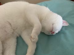 -猫抓烤肉(武进吾悦广场店)