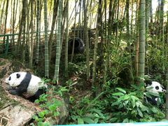 -大本营竹筒饭