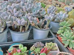 -三圣花乡旅游区