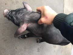 大京烤全羊农家-大京袁记烤全羊农家(大京水库店)