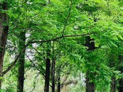 -西山漾湿地公园