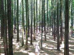 -山王坪喀斯特国家生态公园