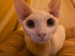 -猫大福·Fortune Cat猫舍(百子湾店)