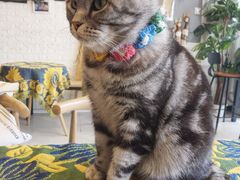 -平行世界·猫咖(首经贸店)