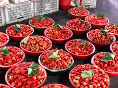 草莓-江杨农产品批发市场